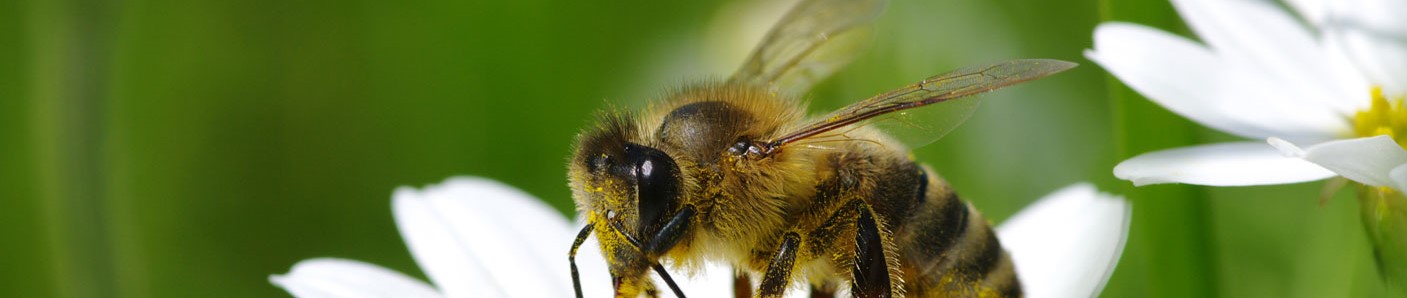 Willkommen auf Bienenvital